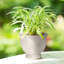 Pot à fleurs d'intérieur / extérieur Villa Veranda (ensemble de 4)-98571107