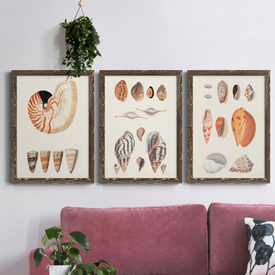 " Shell Collection I " 2 - Pieces Painting Print