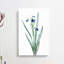Tall-Bearded Iris Flowers by Pierre-Joseph Redoute - Wrapped Canvas Painting-55358944