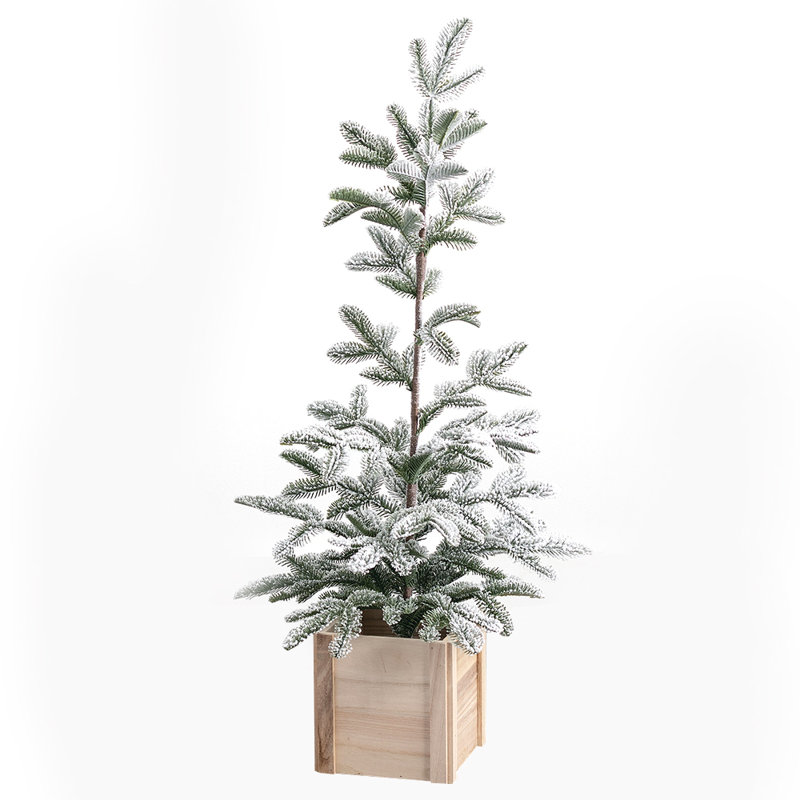 Arbre de pin en pot