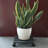 Steen Weather Resistant Caddy Plant Stand-601760749-601761158