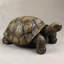Statue de tortue de jardin