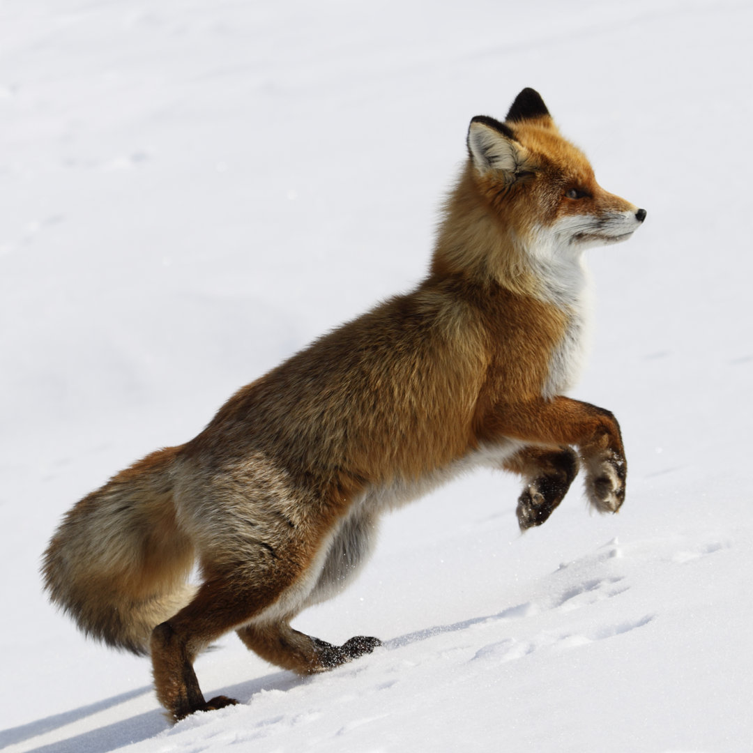 Laufender Fuchs von Dmitrynd - Kunstdrucke auf Leinwand