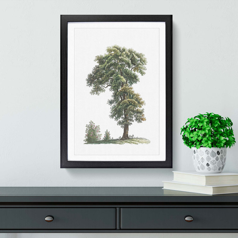 Tree Illustration by Pierre-Joseph Redoute - Picture Frame Painting Print, 48cm H x 36cm W x 2cm D, Black Framed