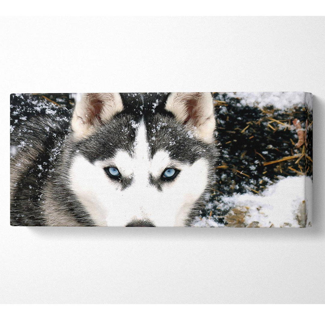 Siberian Husky Wolf - Kunstdrucke auf Leinwand