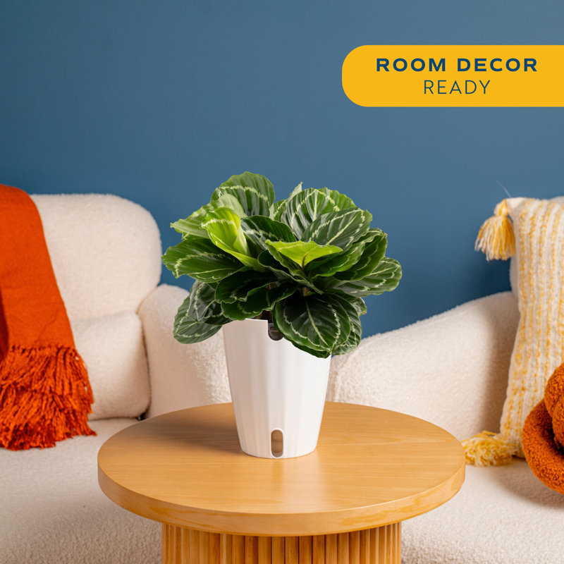 Calathea in Décor Planter