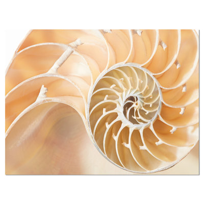 " Brown Nautilus Shell Pattern "