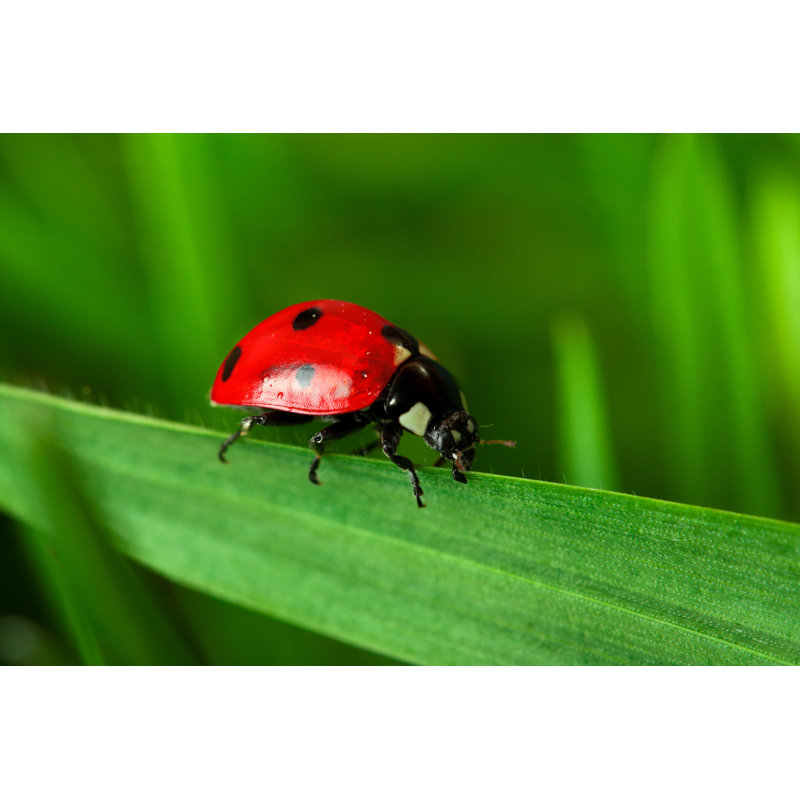 Ladybug by Eli_asenova - No Frame Art Prints on Canvas, 20cm H x 30cm W