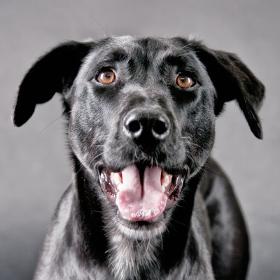Stigler Black Dog - Wrapped Canvas Print