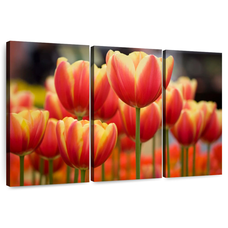Tulipes hybrides Harnek Darwin, H 48 po x l 74 po