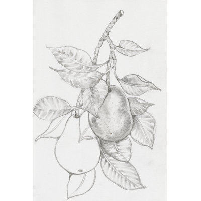 Fruit-Bearing Branch III by Timothy O' Toole - Wrapped Canvas Print