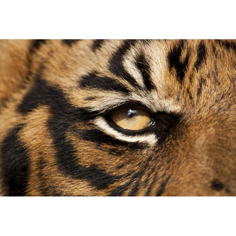 «Tiger's Orange Eye» - Photographie sur toile tendue, L 12 po x H 8 po