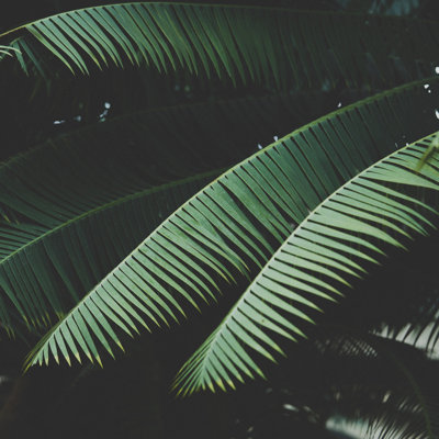 Night in the Tropics - Photographie sur toile tendue