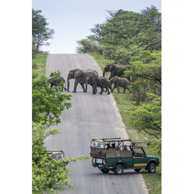 African Bush Elephant in Kruger National Park, South Africa 1 Piece Wrapped Canvas Wall Art
