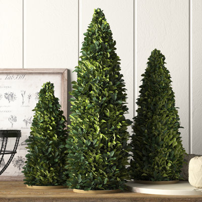 Mini arbres en buis préservés Thisbe, ensemble de 3