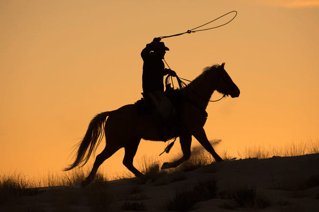 Cowboy Horse Drive On Hideout Ranch Shell, Wyoming, Cowboy chevauchant son cheval avec une corde en silhouette au coucher du soleil