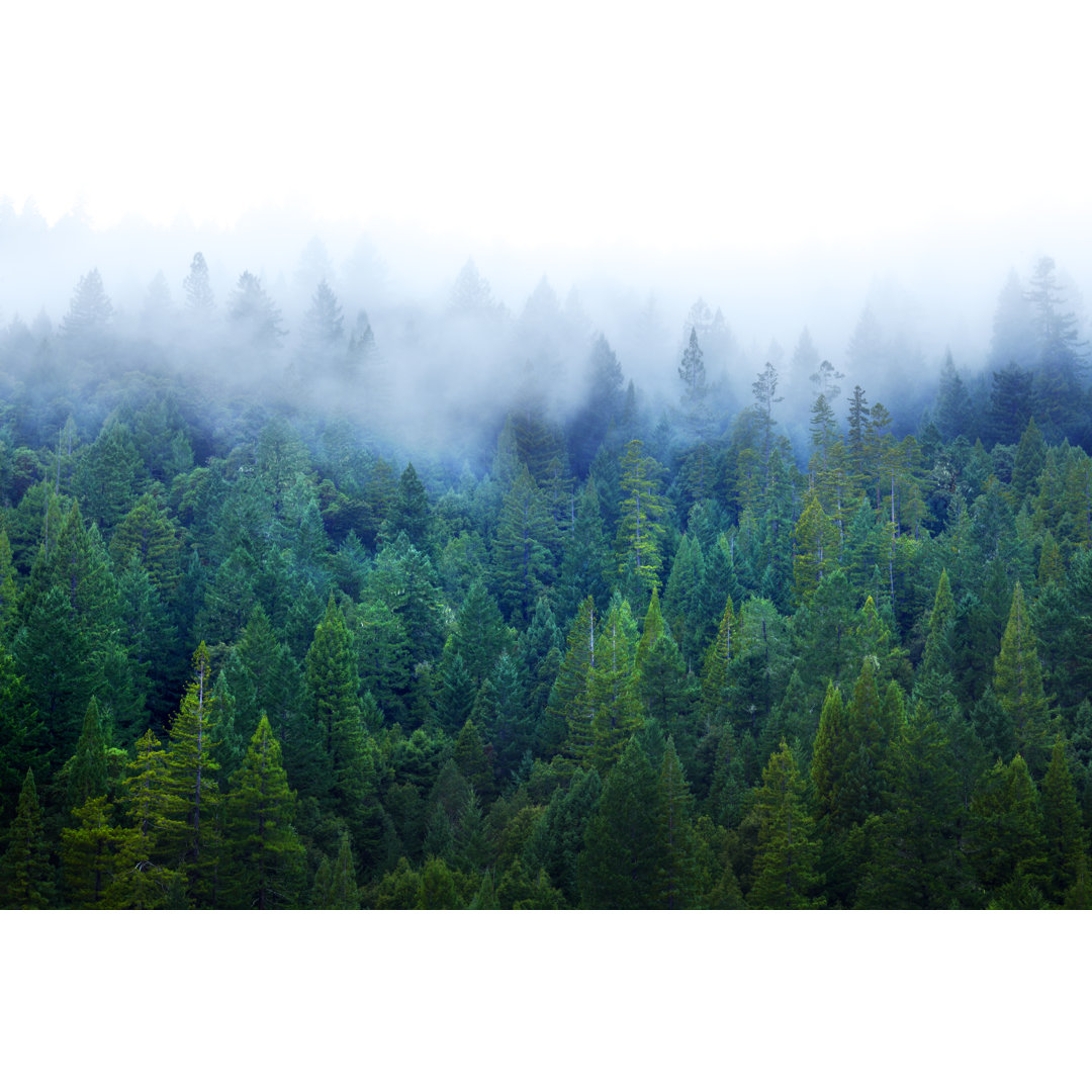 Mist In Redwood Forest von DNY - Leinwand Kunstdrucke