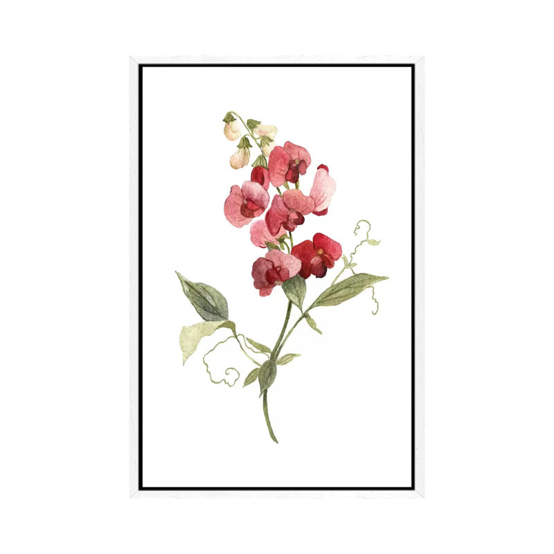 Scarlet Sweet Pea by Carol Robinson - Painting on Canvas, 152.5 cm H x 101.5 cm W, White Framed