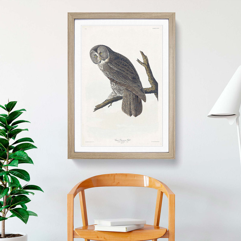 Great Cinereous Owl by John James Audubon - Picture Frame Painting Print, Oak Framed, 65cm H x 48cm W x 2cm D