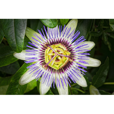 " Passion Flower " by Steve_Bramall