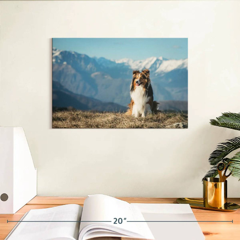 Brampt Shetland Sheepdog, 8" H x 12" W