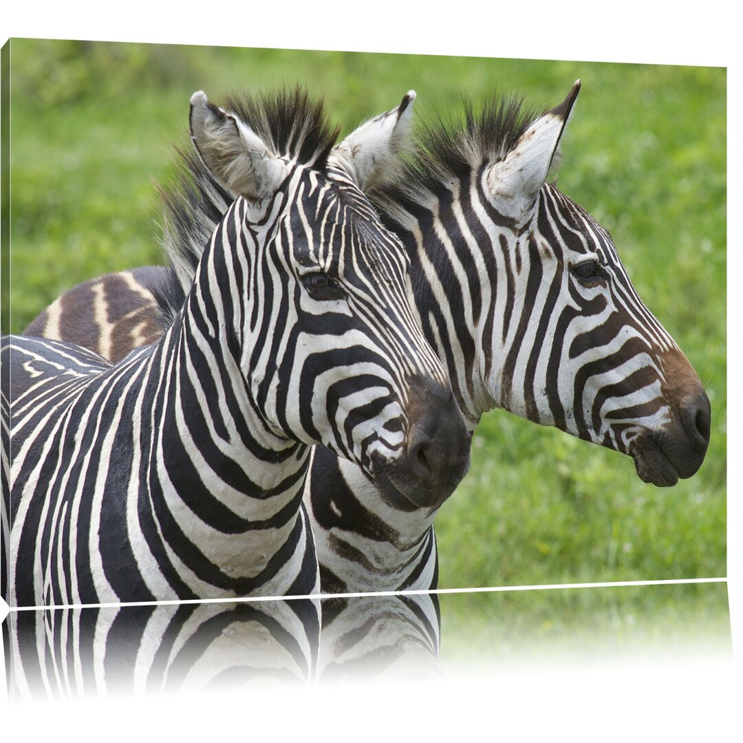 Leinwandbild Schönes Zebrapaar