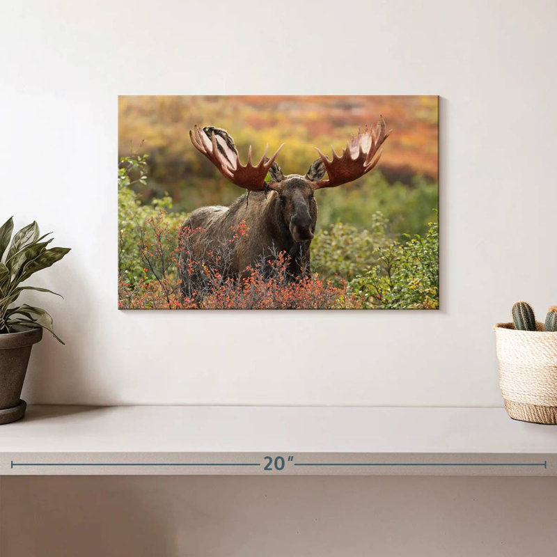 Brampt Denali Bull Moose, 8" H x 12" W