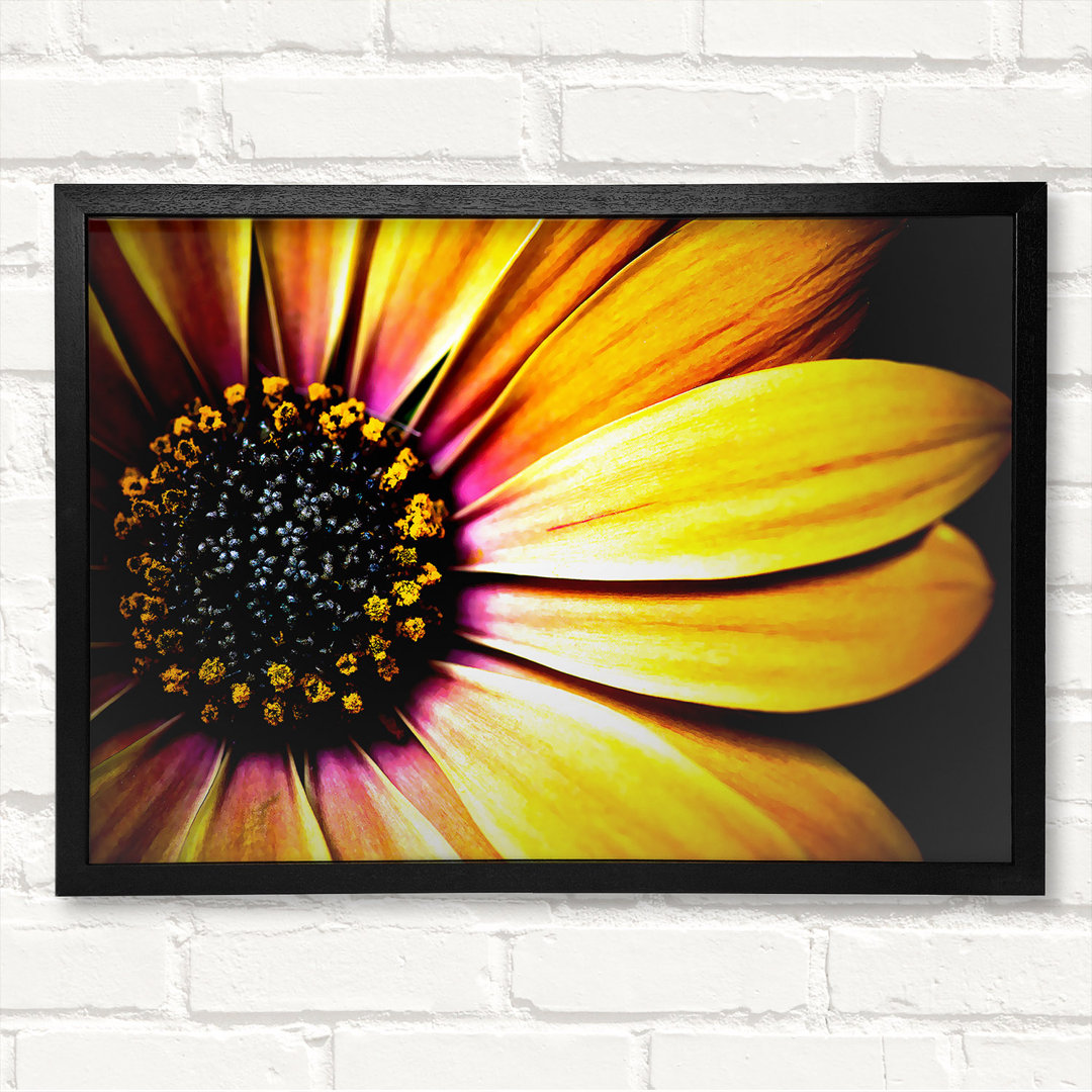 Golden Black Daisy - Druck