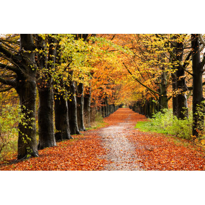 Autumn Lane by Michieldb