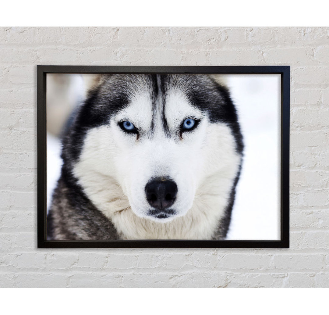 Husky Hund Schnee Gesicht - Einzelbildrahmen Kunstdrucke auf Leinwand