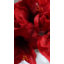 Amaryllis artificiel rouge 19,5 pouces-1479684141