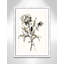 Botanical Seed I by - impression-87850869-87850873