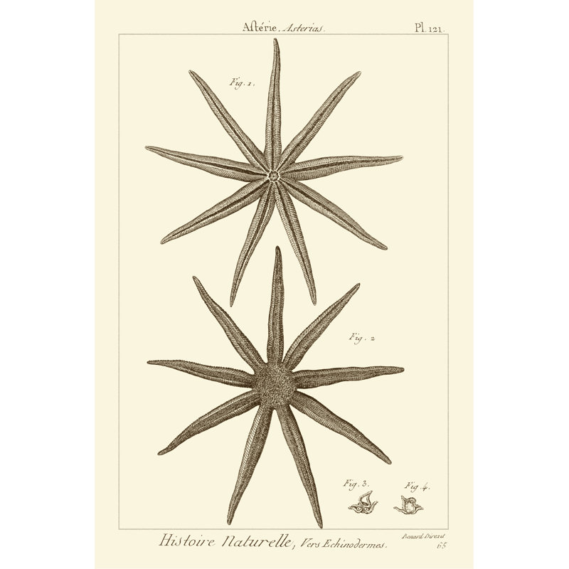 Striking Starfish III - Graphic Art, 30cm H x 20cm W, Wrapped Canvas