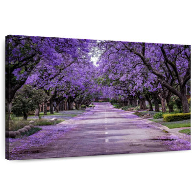 Sireci Blooming Jacaranda Street