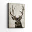 Colorado Buck - Cavas enveloppés de galerie-1547488874