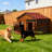 Solid Wood Outdoor Dog House with Cage-2016876325