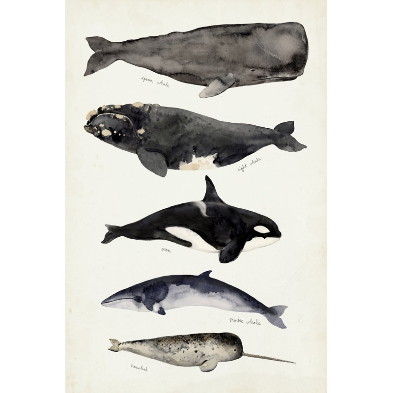 Whale Chart I by Victoria Barnes - Painting on Canvas, 46 cm H x 30 cm W, Wrapped Canvas