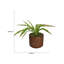 Faning Aaru plante en pot-1157509356-1157509357