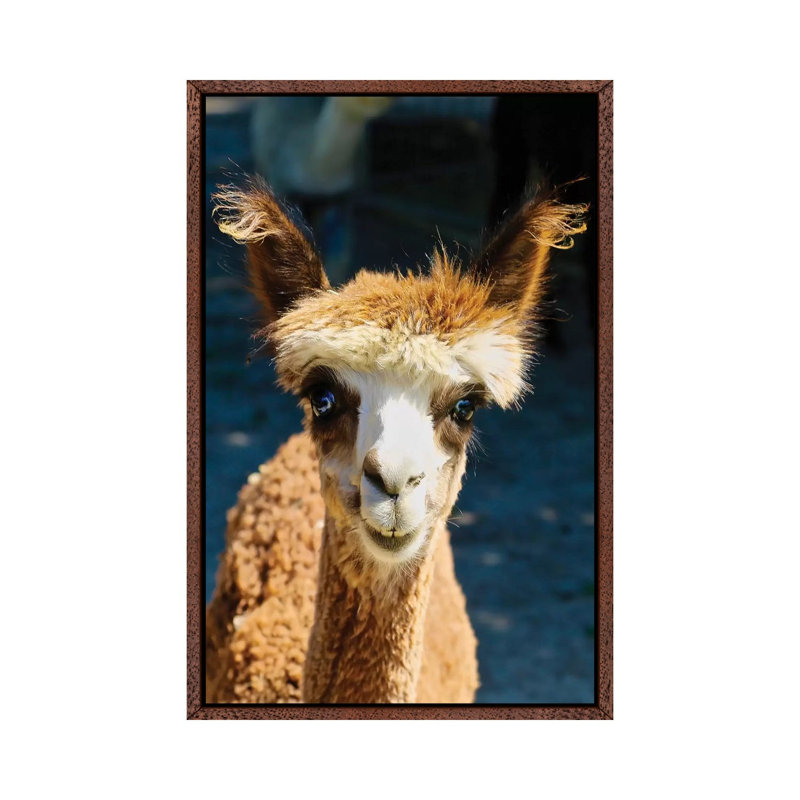 Happy Brown Alpaca by Susan Vizvary - Gallery-Wrapped Canvas Giclée on Canvas, 66.04 cm H x 45.72 cm W, Classic Wood Framed