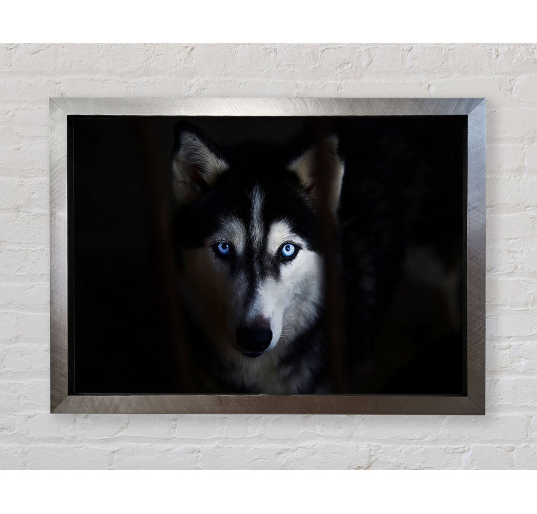 Bodalla Husky Hund Wolfsgesicht Gerahmter Druck Wandkunst