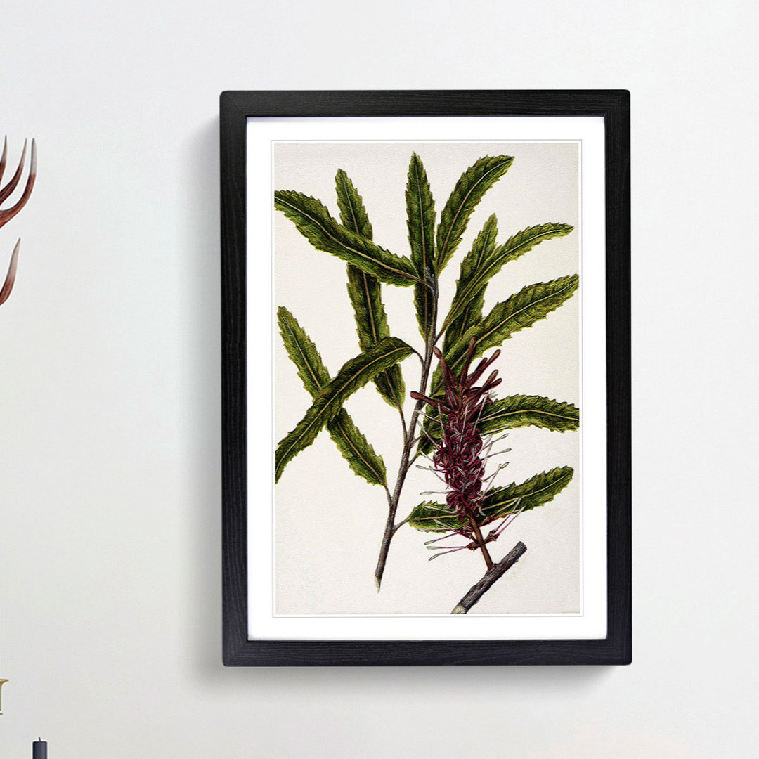 Rewarewa Flowers by Sarah Featon - Picture Frame Painting Print