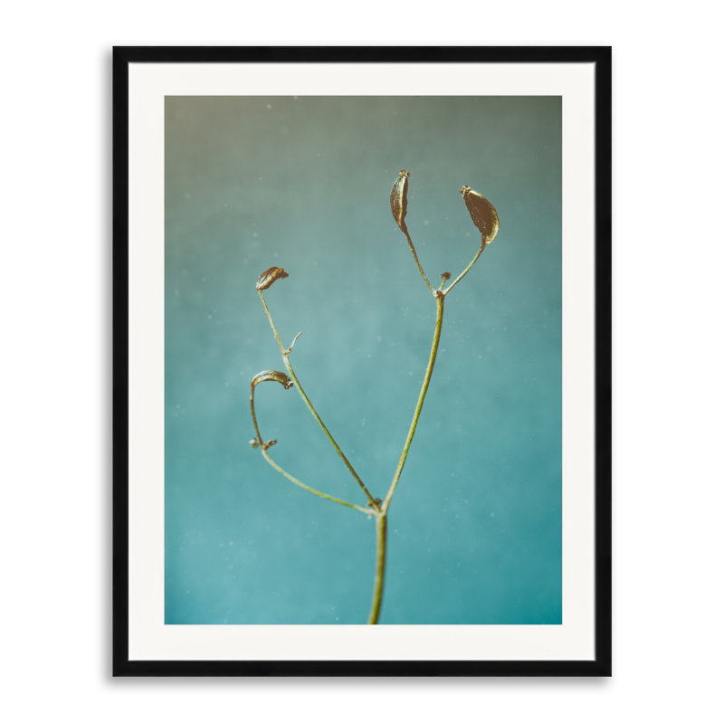 Tiny Seed Pod Photographic Print, 30" H x 24" W, Black Framed Paper