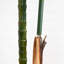 120 plantes Robellini