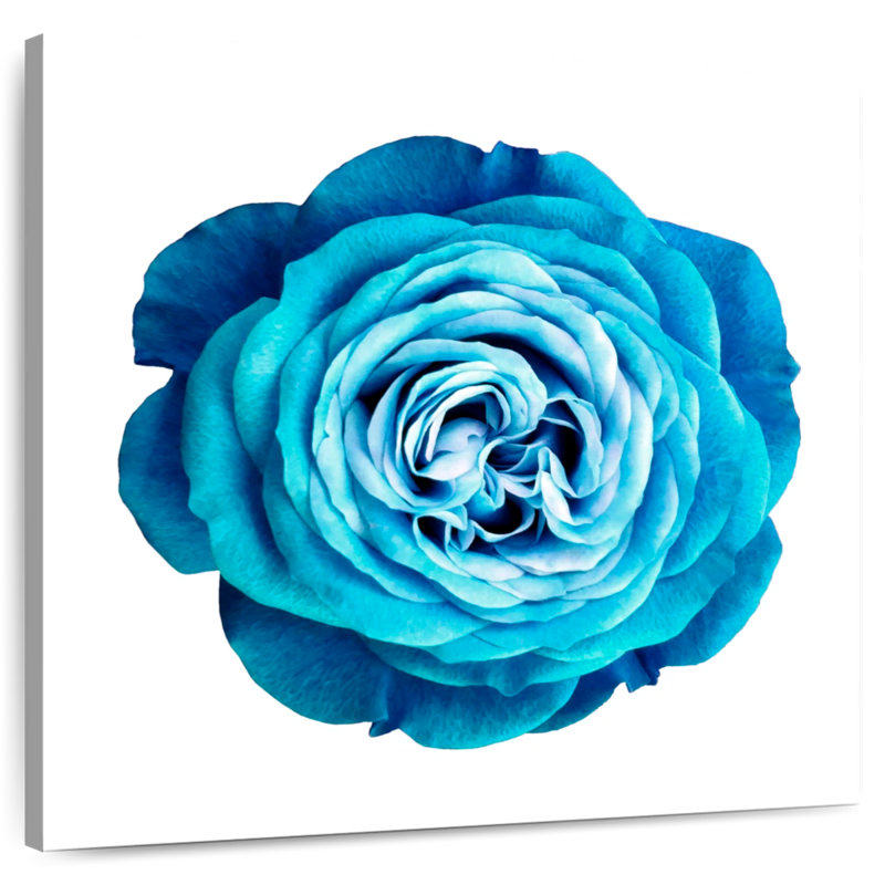 Gradient Blue Rose, 36" H x 36" W