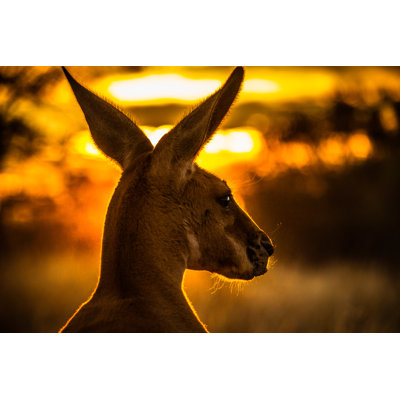 Kangaroo Watching Sunset by Maurizio Delbono - Wrapped Canvas Print