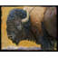 «Union Rustic Vest», art sur toile tendue par Chris Gallery: Bison Portrait III-1148136026