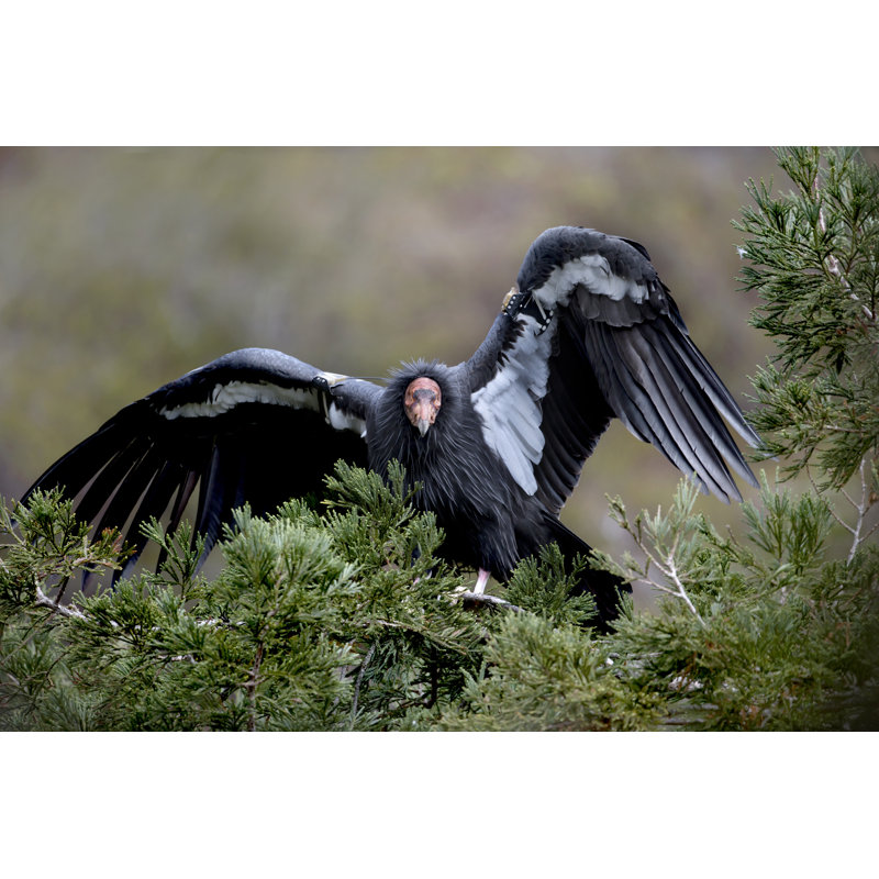 Junella " Condor " by Pjsells, 8" H x 12" W x 1.25" D