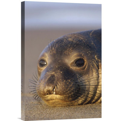 " Northern Elephant Seal Portrait On Beach "