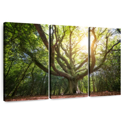 Harnek Big Old Broceliande Beech Tree