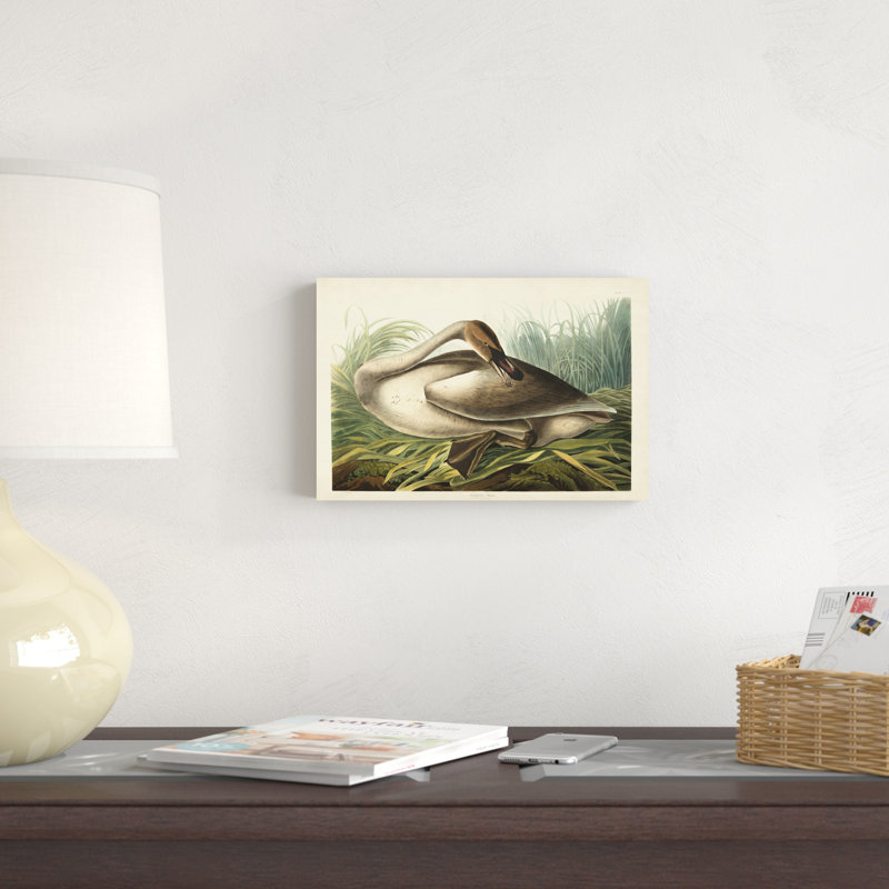 Pl 376 Trumpeter Swan, H 8 po x l 12 po